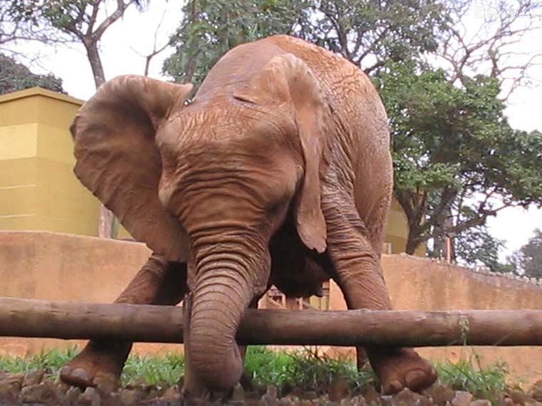Elefante 3.jpg